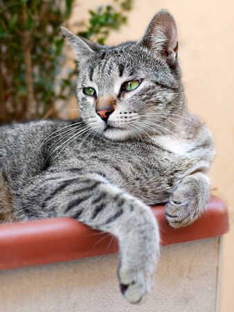Portrait of sweet pet catの写真素材
