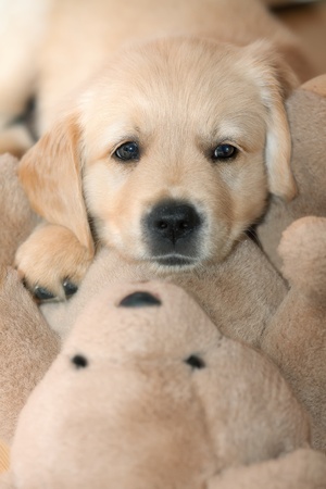 Golden retriever puppylying on the teddy bearの写真素材