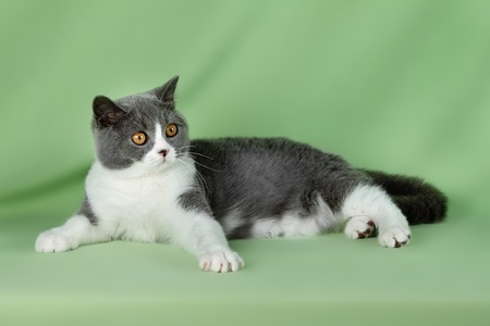 Portrait of sweet pet catの写真素材