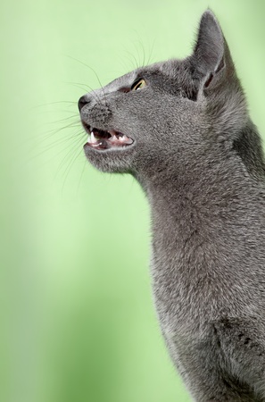 Portrait of sweet pet catの写真素材