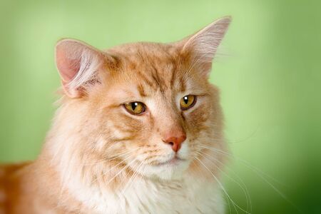 Portrait of sweet pet catの写真素材