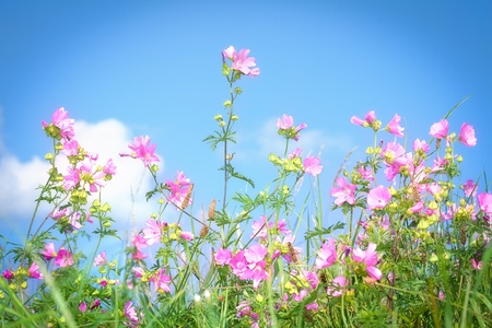 Grass with pink flowers on summer meadowの写真素材
