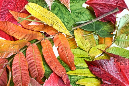 Colorful autumn leaves on white backgroundの写真素材