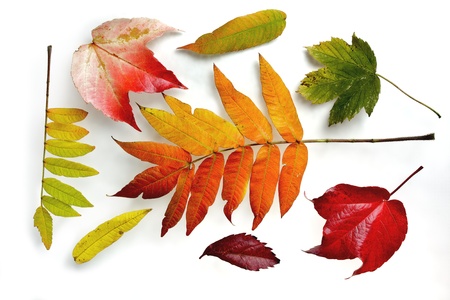Colorful autumn leaves on white backgroundの写真素材