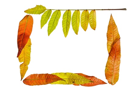 Colorful autumn leaves on white backgroundの写真素材