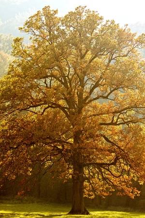 Beautiful tree of colour autumn sceneryの写真素材