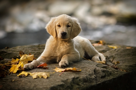 Purebred puppy golden retriever ten weeks old の写真素材