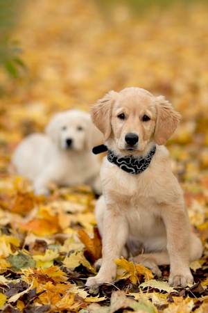 Close up look - puppy golden retriever very small focusの写真素材