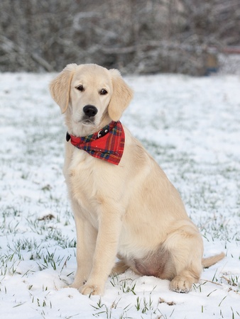 Golden retriever puppy in the snow 

の写真素材
