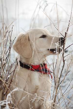 Golden retriever puppy in the snow 

の写真素材