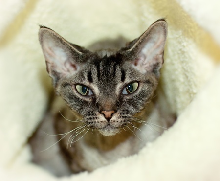 A small gray kitten's headの写真素材