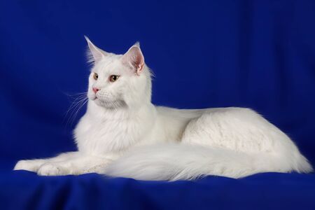 Portrait of sweet pet catの写真素材
