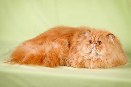 Portrait of beautiful cats on greenish backgroundの写真素材