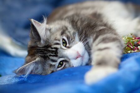 Portrait of sweet pet catの写真素材