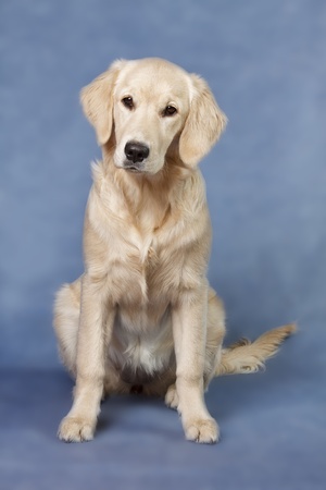 Close up look - puppy golden retriever
の写真素材