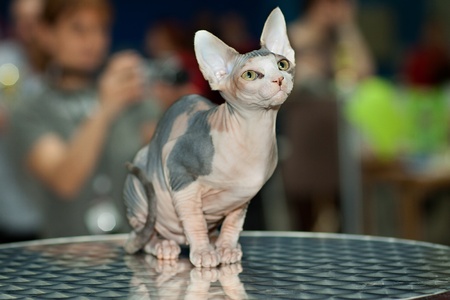 A little funny Sphynx cat posing for a cat showの写真素材