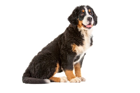  Puppy bernese mountain dog - 4 months (berner sennenhund, bernois)

の写真素材