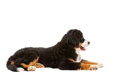  Puppy bernese mountain dog - 4 months (berner sennenhund, bernois)
の写真素材