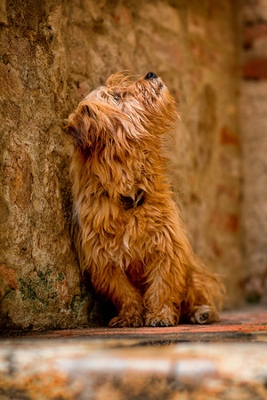 Portrait of small and cute dogの写真素材