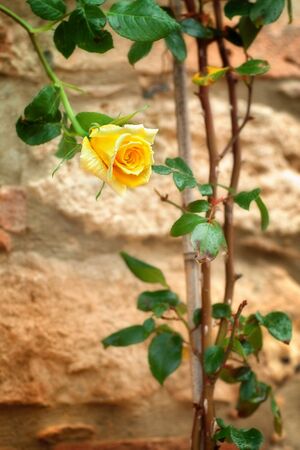 Beautiful yellow rose on stony wallの写真素材