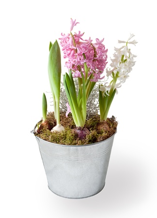 Spring hyacinth in flower pot isolatedの写真素材