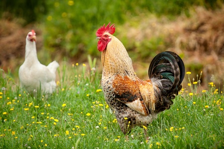 rooster and hens on tne green grass 

の写真素材