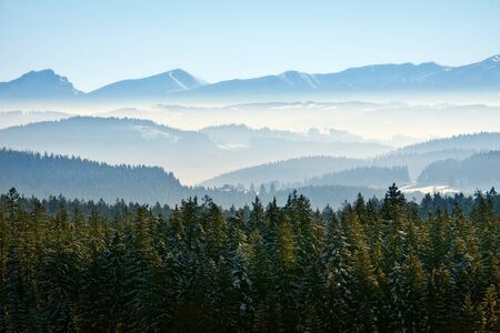 Morning winter calm mountain landscape with coniferous forestの写真素材