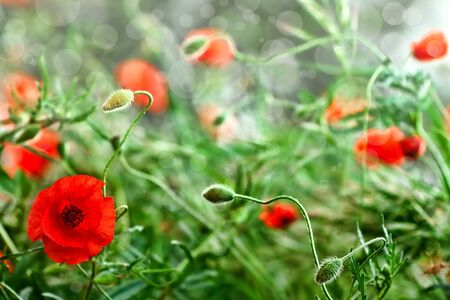 Wild poppies growing in a spring fieldの写真素材