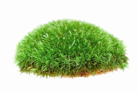 Detail of moss on white background の写真素材