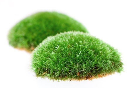 Detail of moss on white background の写真素材