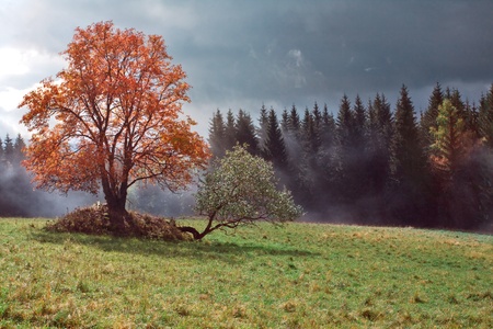 Color tree and landscape with a fogの写真素材