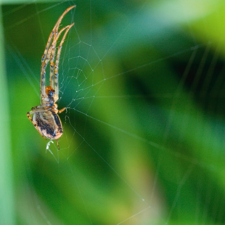 Spider and his net on green backgroundの写真素材