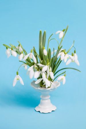 Flower snowdrops in vase on blue backgroundの写真素材