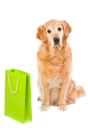 Golden retriever in front of a white backgroundの写真素材