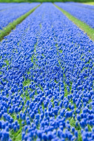 A bed of blue common grape hyacinthsの写真素材