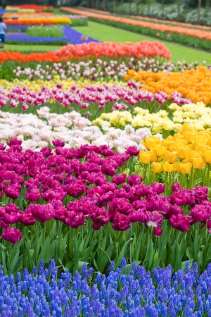 Beautiful garden of colorful flowers in spring - Keukenhof in the Netherlandsの写真素材