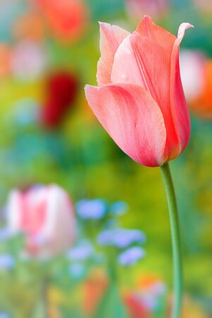 Detail beautiful tulip on color backgroundの写真素材