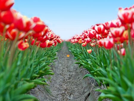 Big field red white tulips in Netherlands  - shallow focusの写真素材