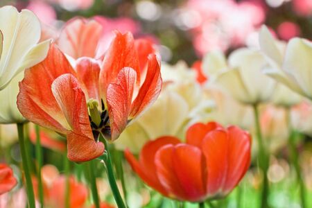 Close up color tulips in Netherlandsの写真素材