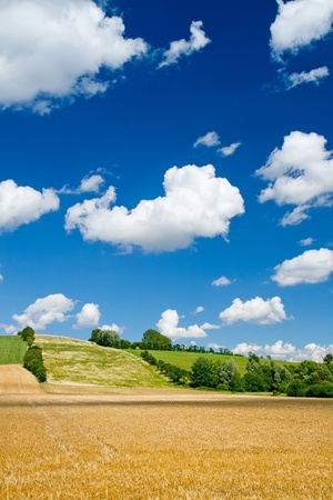 Barley fields with beautiful skies in summerの写真素材