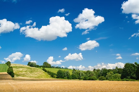 Barley fields with beautiful skies in summerの写真素材