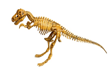 Trex skeleton isolated on white background