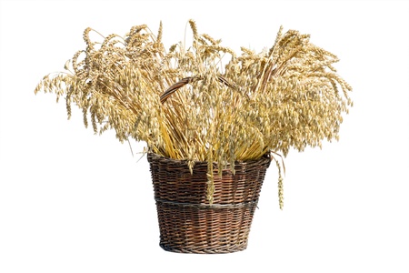Basket full o wheat on white backgroundの写真素材