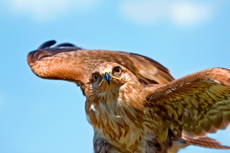 Portrait hawk on falconer gloves and blue skyの写真素材