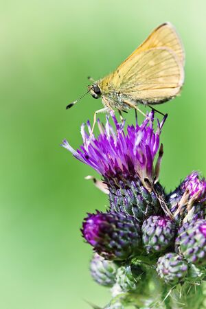 A small butterfly sitting on flowerの写真素材