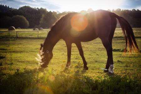 Portrait of a horse grazing in the sun backlightingの写真素材