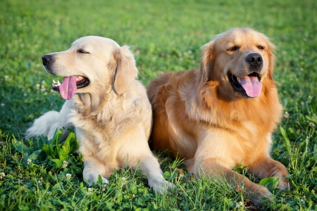 Portrait of two young dogs playing in the meadowの写真素材