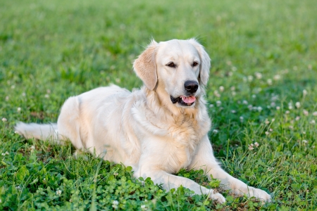 Portrait young dog playing in the meadowの写真素材