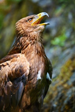 Close up of the head of a beautiful eagle, crossing of steppe and golden eagle with emphasis on the eagles eye. の写真素材
