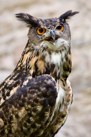 Close up of the head of a beautiful owlの写真素材